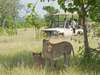 Chichele Presidential Lodge - game drive + lionesses